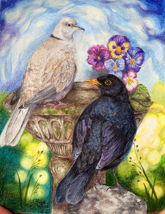 Mierlă și guguștiuc - Fine Art Print